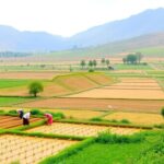 Farmers managing water resources in Afghanistan's landscape.