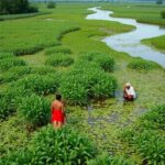 Indigenous people working in lush wetland landscape.