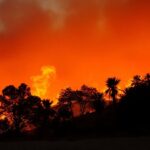 Wildfire flames engulfing trees in Southern California.