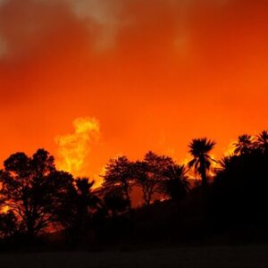Wildfire flames engulfing trees in Southern California.