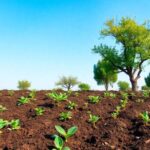 Lush green landscape with healthy soil and trees.