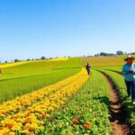 Farmers working in green fields under a clear blue sky.