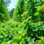 Lush garden with healthy plants and colorful vegetables.