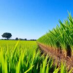 Lush green rice field in Madagascar with farmers working.