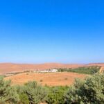 Peaceful landscape of Israel and Palestine with olive trees.