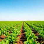 Vibrant agricultural field with healthy green crops and sky.