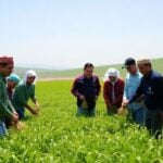 Uzbek farmers and IsDB representatives in a green field.