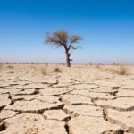 Barren landscape with cracked earth and wilted plants.