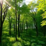 Lush green forest with sunlight filtering through leaves.