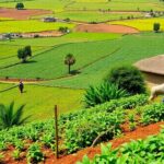 Farmers working in lush African fields.