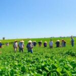 Small-scale farmers cultivating crops in lush green fields.
