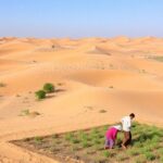 Farmers working together in the Thar Desert landscape.