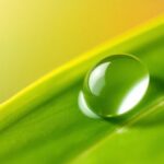 Water droplet on a leaf reflecting natural light.