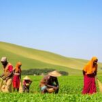 Farmers collaborating in sustainable agriculture in Eastern Africa.