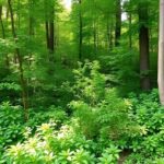 Vibrant forest patch with sunlight and diverse greenery.