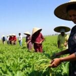 Farmers harvesting crops in a green field under blue sky.