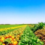 Lush farm landscape with diverse crops and greenery.