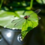 Close-up of a colorful damselfly on a leaf.