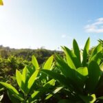 Lush Philippine landscape symbolizing malaria elimination success.