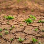 Dry, cracked soil with minimal vegetation in a landscape.