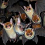 Bats in flight at night, captured using ultrasonic techniques.