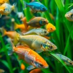Diverse freshwater fish amidst vibrant aquatic plants.