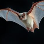 Ghost bat flying with translucent wings in dark background.