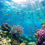 Colorful coral reef teeming with diverse marine life.