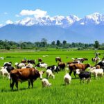 Nepalese farmers with livestock in green fields and mountains.
