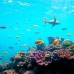 Vibrant marine life in a protected underwater environment.