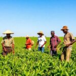 African farmers harvesting crops in sunny green fields.
