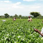Farmers using technology in a green field.