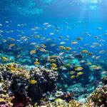 Colorful coral reef with diverse marine life underwater.