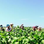 Women farmers harvesting beans in a green field.