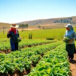 Women farming in lush Armenian fields under bright sunlight.