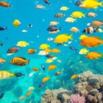 Underwater scene with diverse marine life and coral reefs.