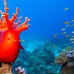 Vibrant Spanish dancer sea slug in a coral reef.