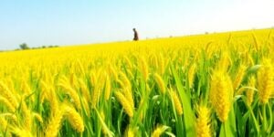 Smiling Chinese farmer holding harvested crops.