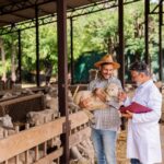 Two men in a farm barn with sheep; one man in a hat holds a lamb while a veterinarian in a white coat reviews a clipboard.
