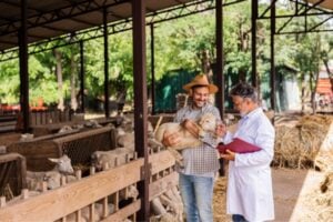 Two men in a farm barn with sheep; one man in a hat holds a lamb while a veterinarian in a white coat reviews a clipboard.