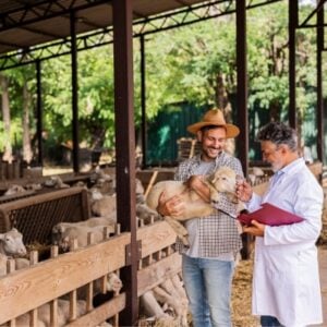 Two men in a farm barn with sheep; one man in a hat holds a lamb while a veterinarian in a white coat reviews a clipboard.
