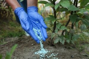 Person wearing blue gloves sprinkling small blue fertilizer pellets into soil around a plant.