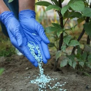 Person wearing blue gloves sprinkling small blue fertilizer pellets into soil around a plant.
