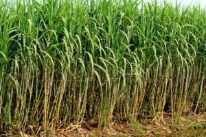 Rows of tall sugarcane plants with green leaves in a field.