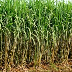 Rows of tall sugarcane plants with green leaves in a field.