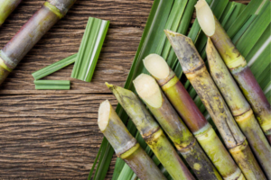 Fresh sugarcane stalks arranged on a wooden surface, with several cut ends and green leaves.