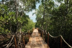 Wooden boardwalk with rope railings winds through a dense mangrove forest, sunlight filtering through lush green leaves.