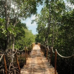 Wooden boardwalk with rope railings winds through a dense mangrove forest, sunlight filtering through lush green leaves.
